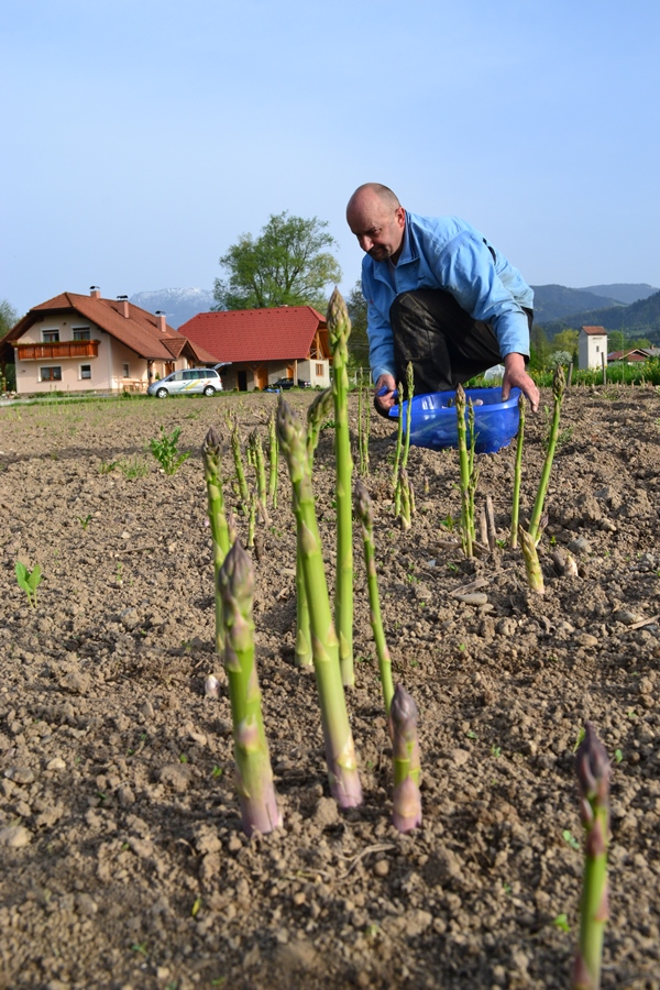 Prodnik eco farm production of green asparagus